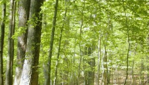 matériaux verts