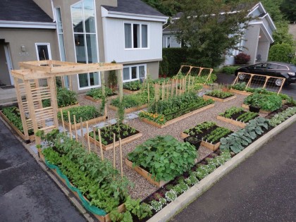 Potager en cour avant