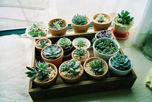 Plantes d’intérieur : décorez votre espace avec des plantes vertes !