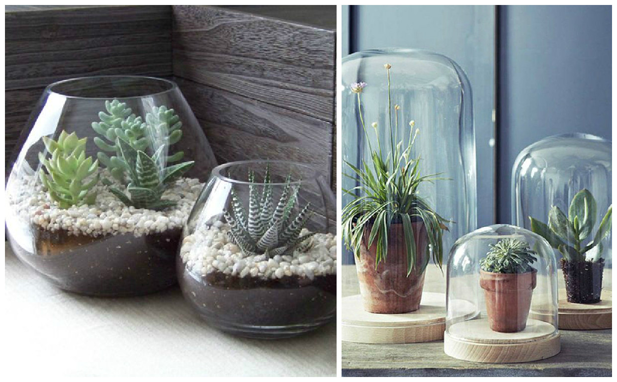 Plantes d'intérieur : décorez avec des plantes vertes !