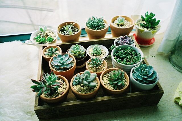 Plantes d'intérieur : décorer votre espace avec des plantes vertes !