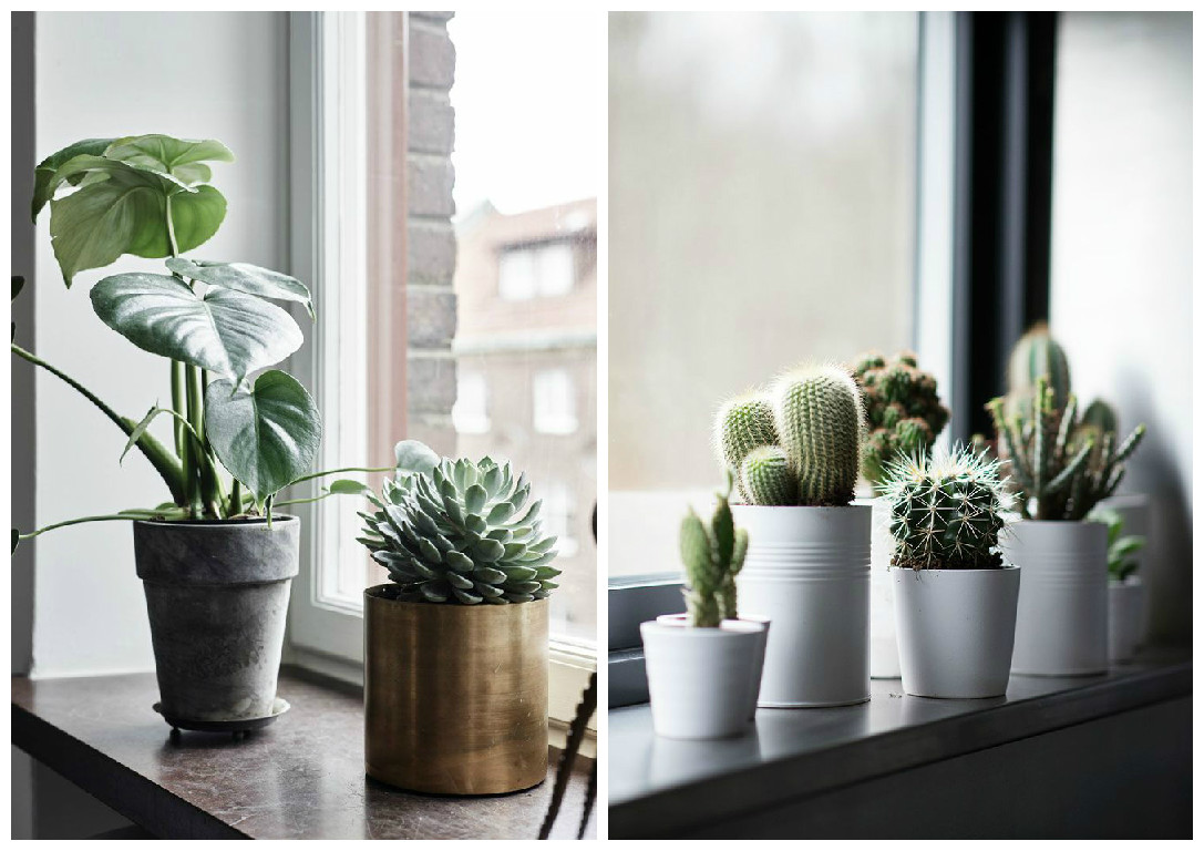 Plante d'intérieur : décorer votre espace avec des plantes vertes !