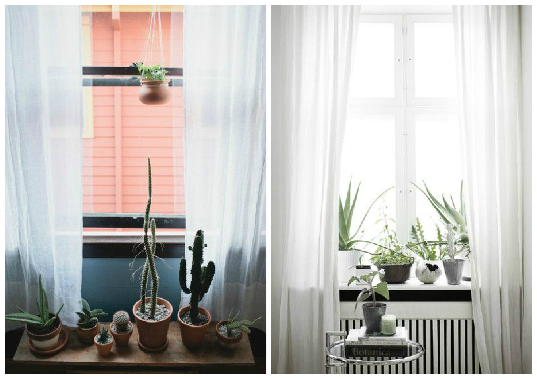 Plante d'intérieur : décorer votre espace avec des plantes vertes !