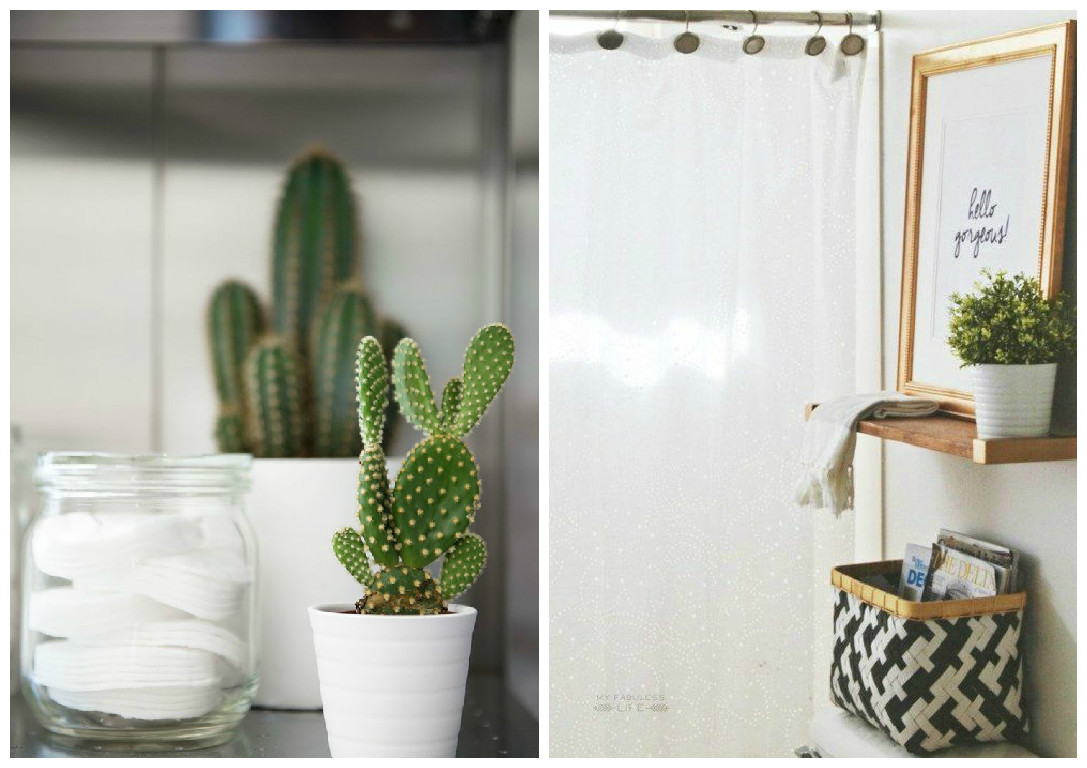 Plantes d'intérieur : décorer votre espace avec des plantes vertes !